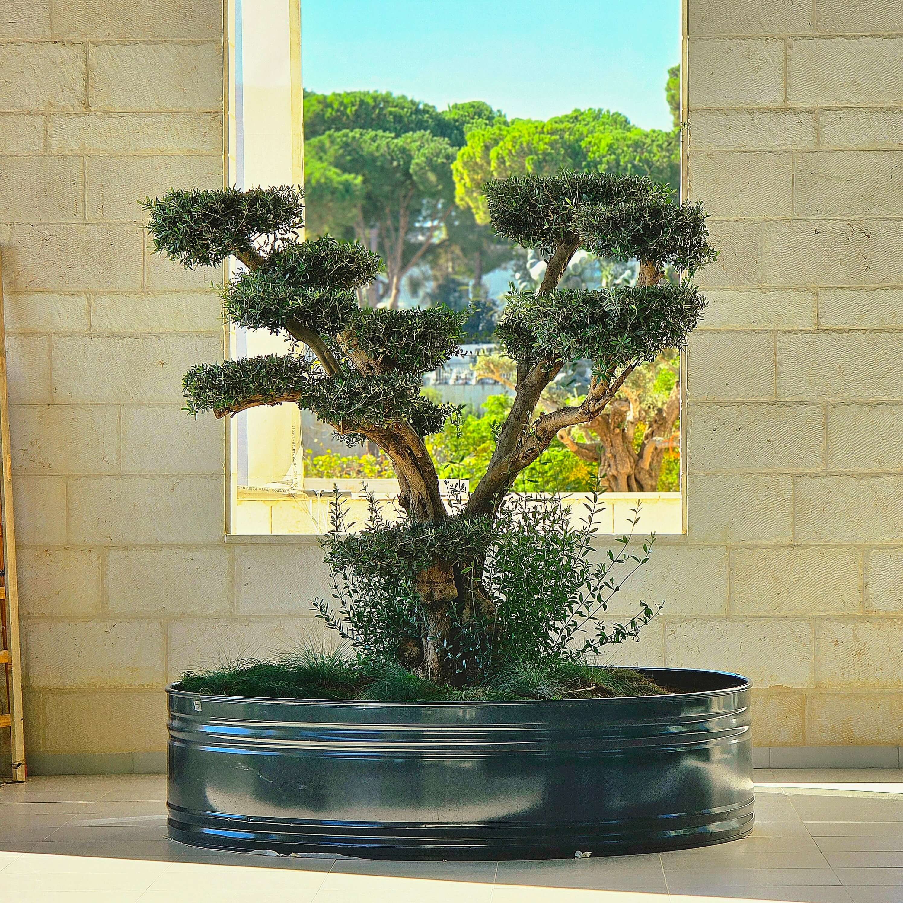 עץ זת שתול במיכל מולטי טאנק עגול בקוטר 242 ס"מ