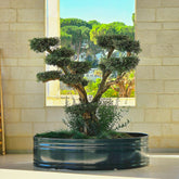 עץ זת שתול במיכל מולטי טאנק עגול בקוטר 242 ס"מ