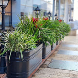 אדניות אובליות ברזל מגלוון מולטי טנק צבועות בשחור במסעדה